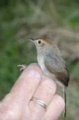 Cisticola aberrans