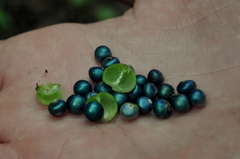 Margaritaria discoidea