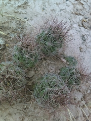 Coryphantha macromeris macromeris