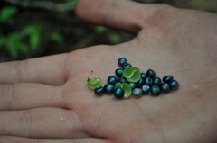 Margaritaria discoidea