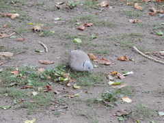 Streptopelia decaocto