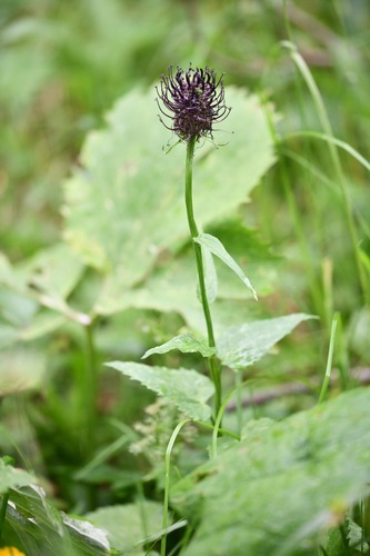 Dark Rampion (Phyteuma ovatum)