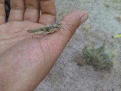 Mestobregma terricolor