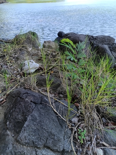 Seashore paspalum (Paspalum vaginatum)