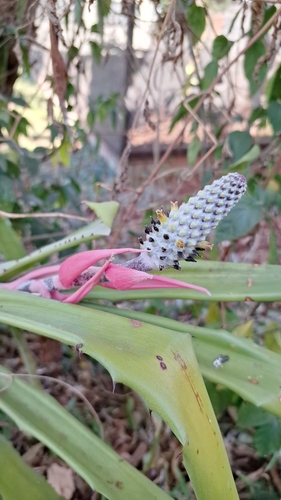 Aechmea bromeliifolia (Aechmea bromeliifolia)