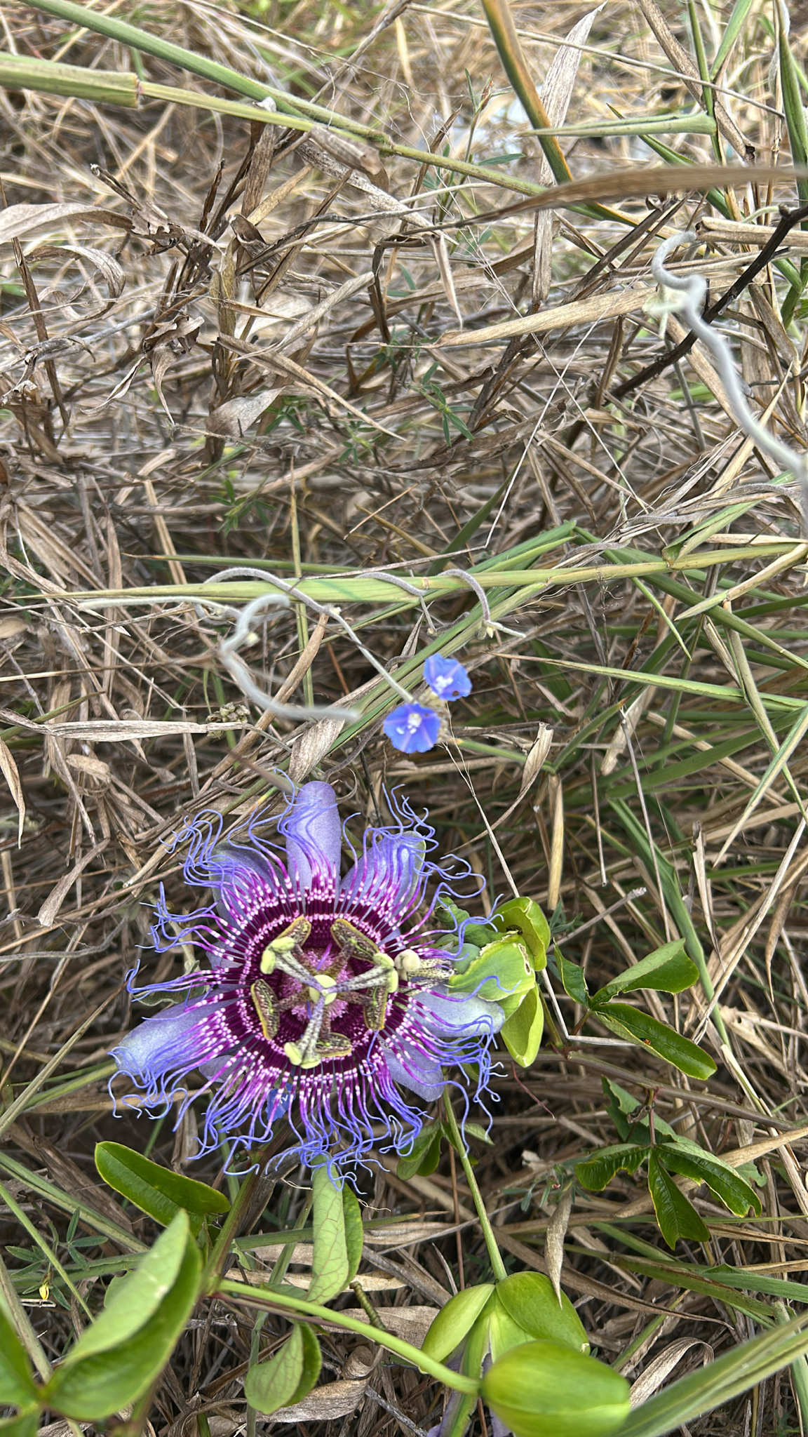 Passiflora cincinnata