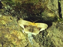 Chorodna metaphaearia