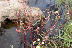 Persicaria segetum