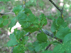 Eriophyes crataegi