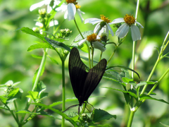 Gynautocera rubriscutellata