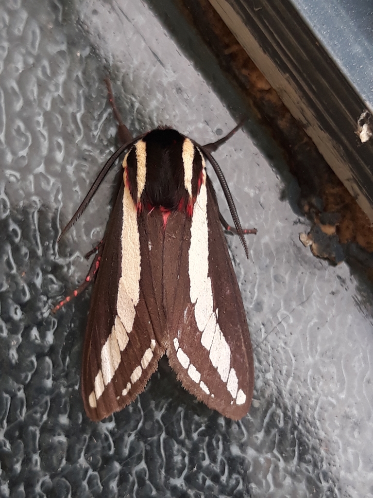 Euchaetes rizoma
