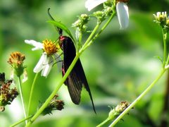 Gynautocera rubriscutellata