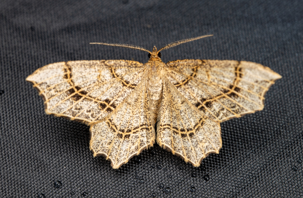 Heterophlebini