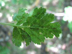 Eriophyes crataegi