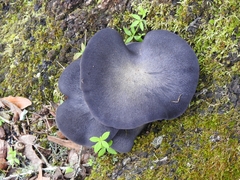 Omphalotus mexicanus