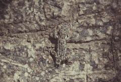 Hemidactylus platycephalus