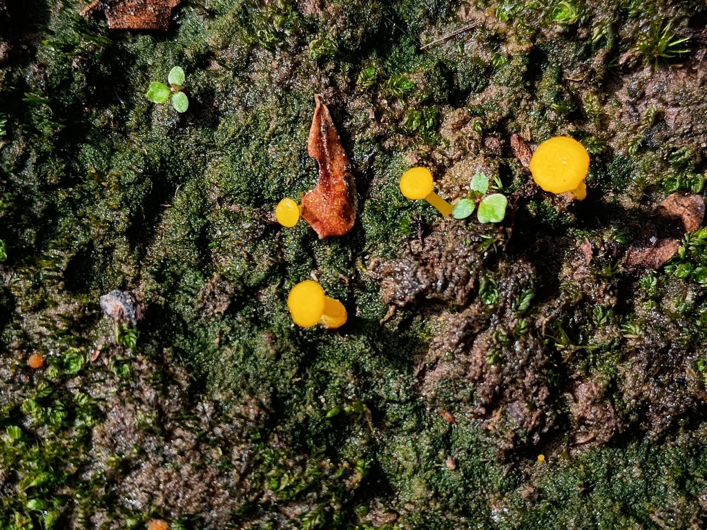 Lichenomphalia chromacea · August 2025 · photo: © grampianshiker (iNaturalist, cc-by)