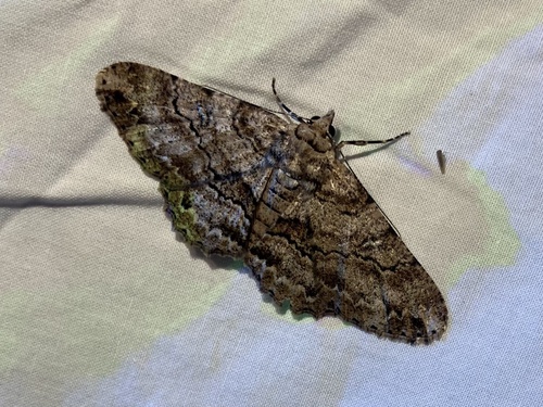Cleora repetita