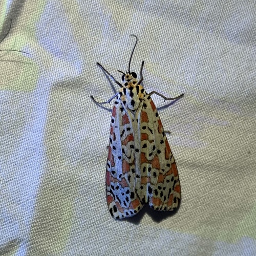 Crotalaria moth