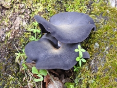 Omphalotus mexicanus