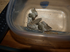 Pachysphinx occidentalis