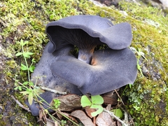Omphalotus mexicanus