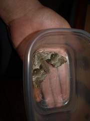 Pachysphinx occidentalis