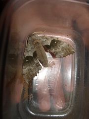 Pachysphinx occidentalis