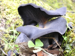 Omphalotus mexicanus