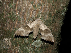 Pachysphinx occidentalis