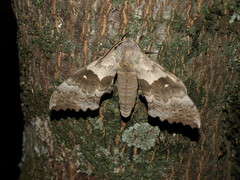 Pachysphinx occidentalis