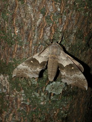 Pachysphinx occidentalis