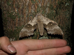 Pachysphinx occidentalis