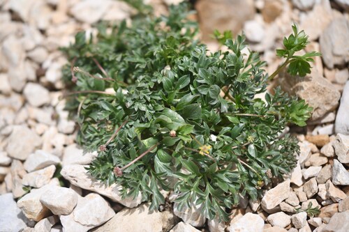 Ranunculus seguieri, photograph 4