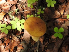 Boletus quercophilus
