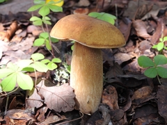 Boletus quercophilus