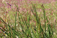 Eleocharis densa