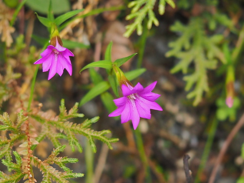 Gentiana rubicunda, 2025-08-13