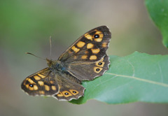 Pararge aegeria tircis