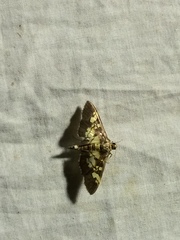 Uresiphita quinquigera