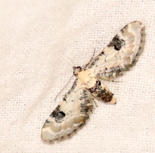 Eupithecia centaureata