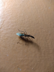 Camponotus mirabilis