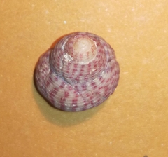 Steromphala divaricata