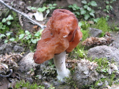Gyromitra