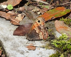 Paramacera xicaque xicaque