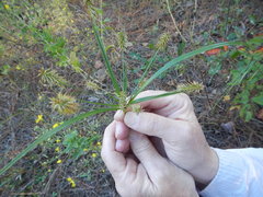 Cyperus hystricinus