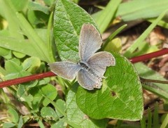 Cupido comyntas texana