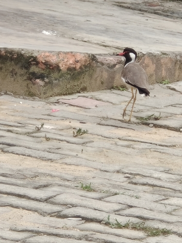 Red-wattled Lapwing
