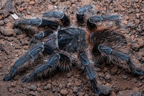 Lasiodora franciscana