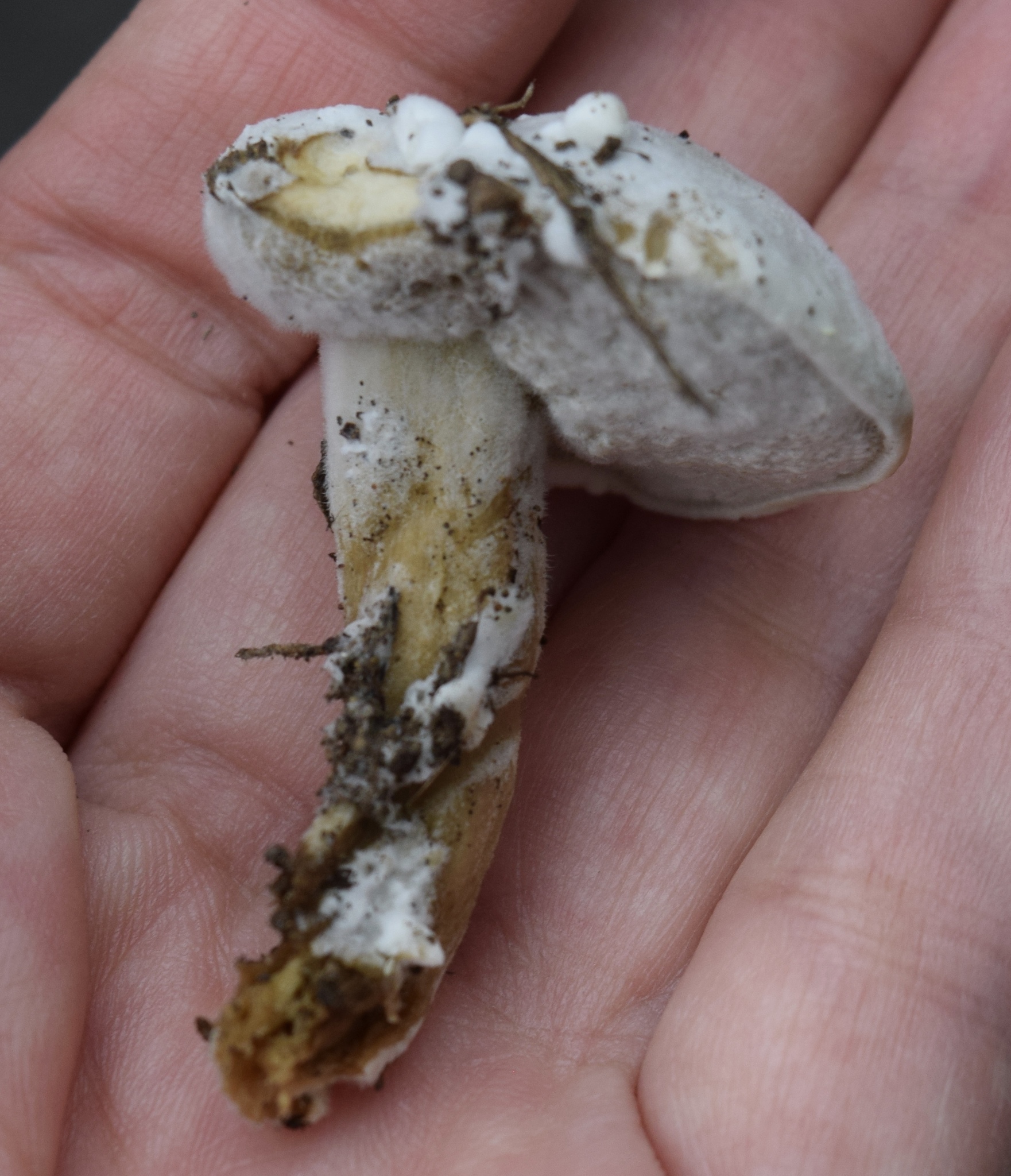 Hypomyces chrysospermus image